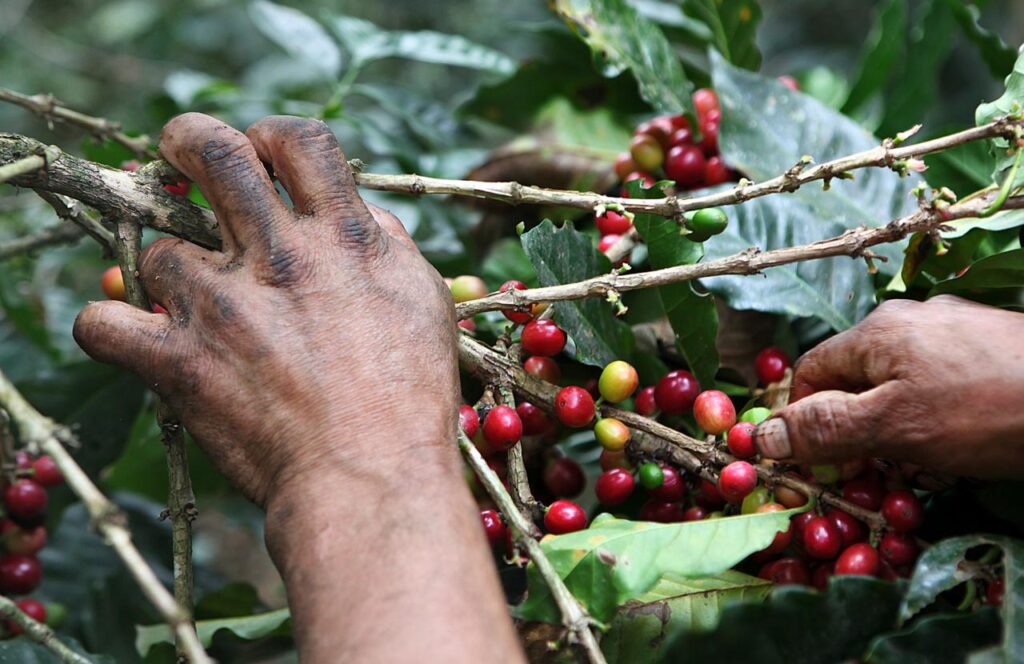 Actividad cafetera