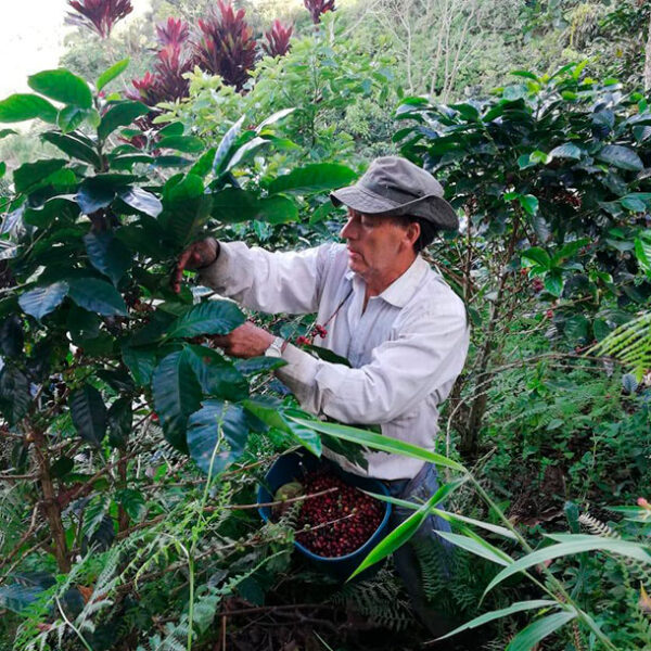 Café de Colombia, Nocaima, Cundinamarca