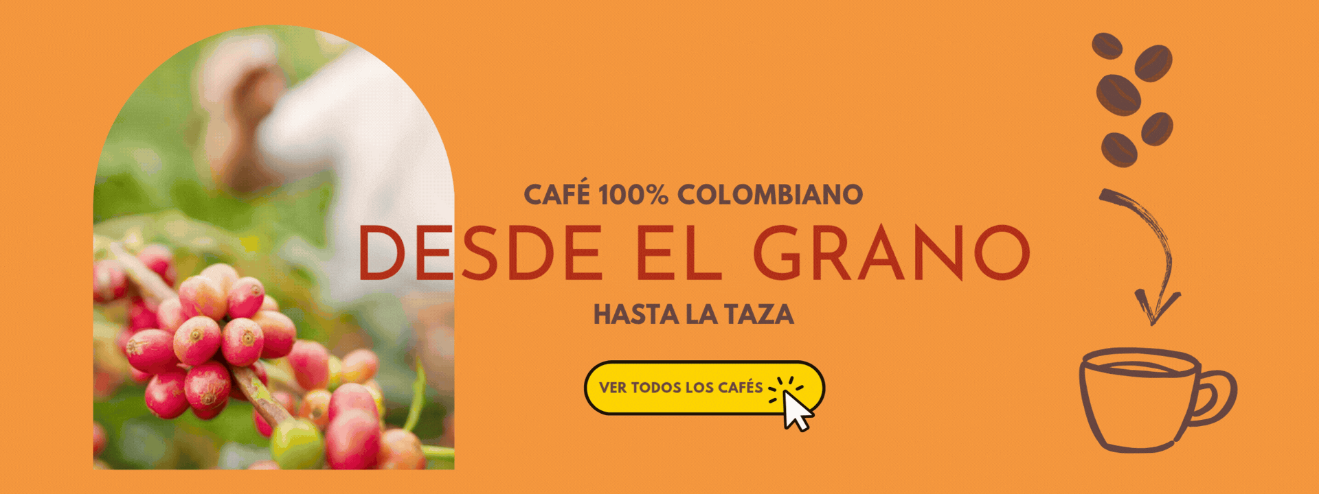 Proceso de recolección de café colombiano.